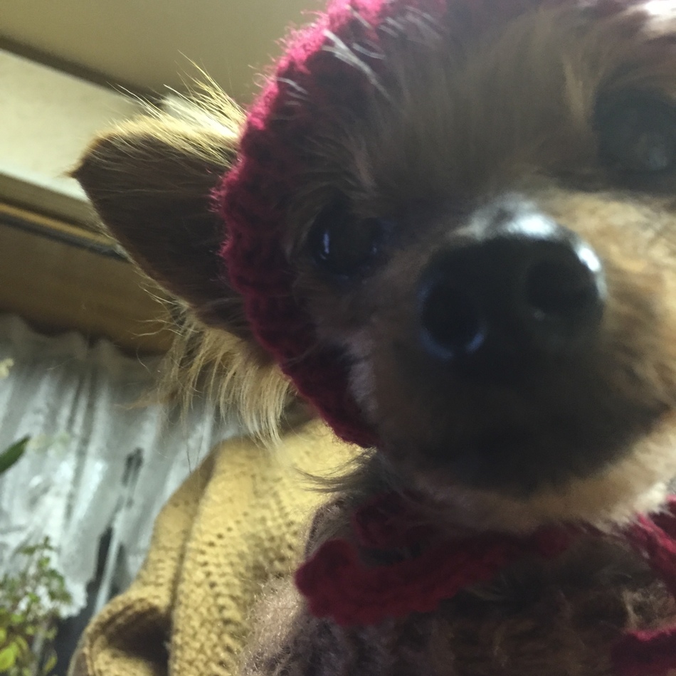 アンのカバー写真