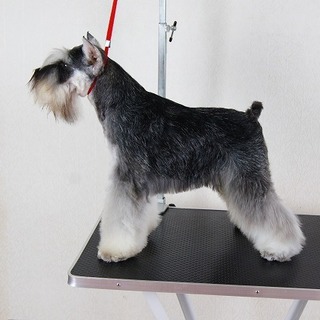 ミニチュアシュナウザーのイケメン君