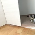 アメリカンショートヘアの子猫です※事情あり