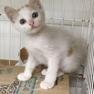 しらたまちゃんの里親さん募集