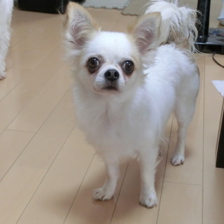 「蘭」臆病ですが、慣れると人のそばが好き