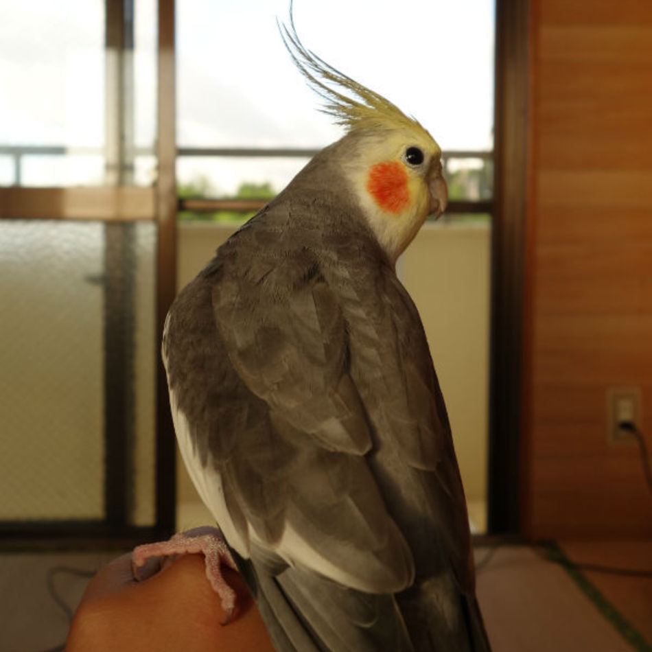 ポールのカバー写真