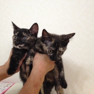 ぶちゃかわいい！人間大好き姉妹です！