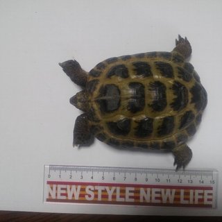 ロシア陸ガメ　大切に育ててくれる方へ