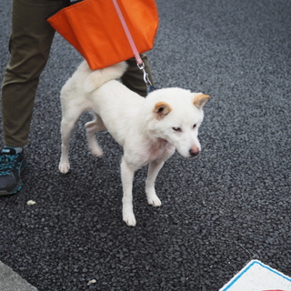 白柴犬7キロ女の子　推定2～3才　1頭飼育向き