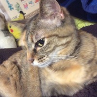 チャビ