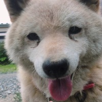 コロ