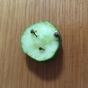 かたつむり