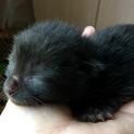 子猫4匹！里親募集します(^-^)