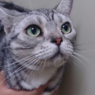 まん丸アメショ