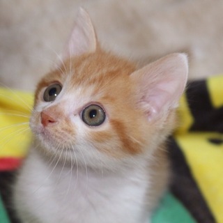 元気いっぱい！茶トラのクッキーくん