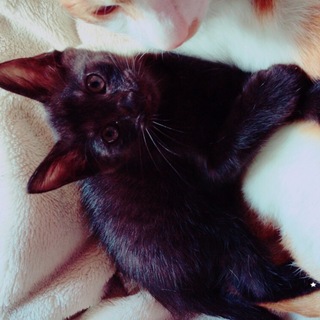 急いでます！黒猫です