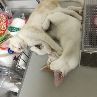 仲良し２匹の捨て猫