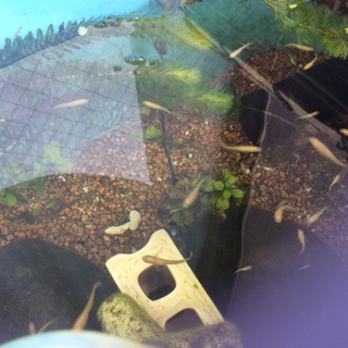 ヒメダカ成魚&稚魚10匹以上セット