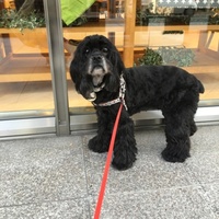 ココ'ᴥ ' ᑦᵒᑦᵒ 