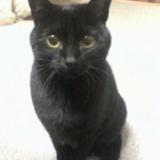 黒猫の赤ちゃん２匹です！