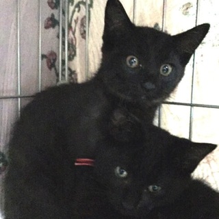 【黒猫】3カ月くらいのかわいい子猫【幸運を呼ぶ】