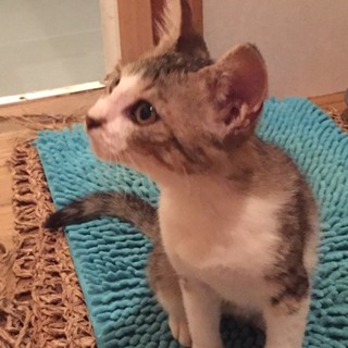 やんちゃなキジシロくん！