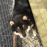 チロ