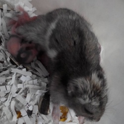 ジャンガリアンがパンダマウスの赤ちゃんの育児