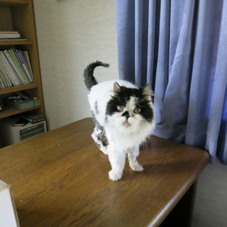 ペルシャ猫の捨て猫です