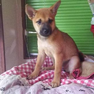 公園に捨てられていた仔犬を幸せにしてあげたい。