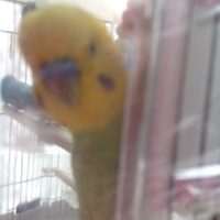 クリンちゃん