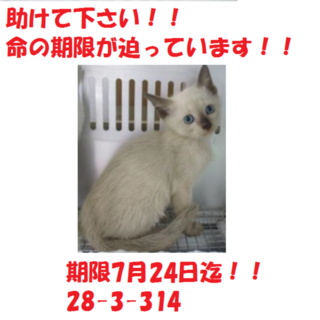 お迎えありがとうございました！子猫5