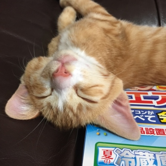 沙夜12345678のカバー写真