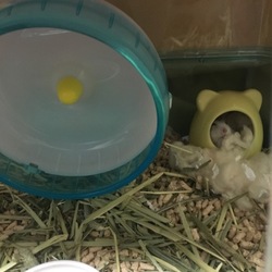 「床材変更その後」サムネイル1