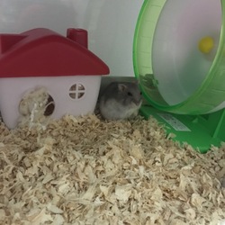 「床材変更その後」サムネイル2