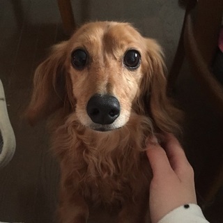 Mダックス（オス）甘えん坊