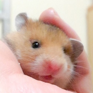 素敵な里親さまがみつかりました！