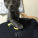生後2ヶ月の子猫たち