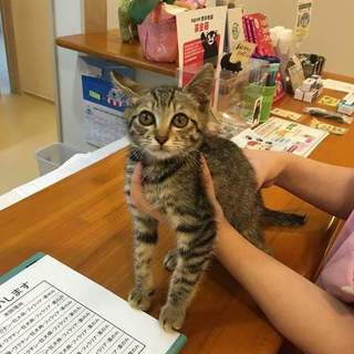 代理掲載・奇跡的に助かった子猫ジーコ君