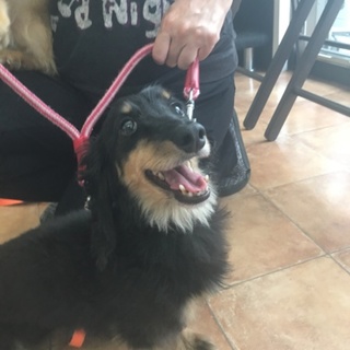 正式譲渡になりました