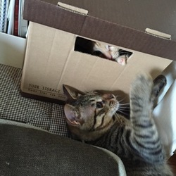 侵入成功！