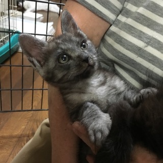 ブラックスモークの男の子猫