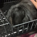 家族として迎えて下さる方に