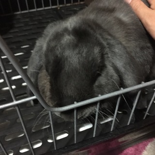 家族として迎えて下さる方に