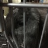 家族として迎えて下さる方に サムネイル2