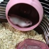 とにかく元気⊂( ・ ̫・ )⊃三