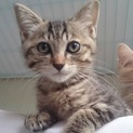 MIXの子猫  もみじちゃん