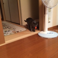 スーパーボール