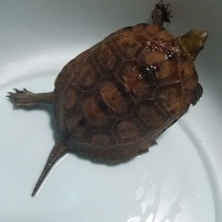 ニホンイシガメの里親募集