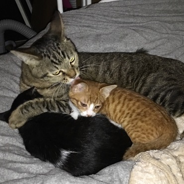 子猫のお世話。トラジもすっかりお兄さんらしくなりました☆