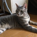 とても人懐こくイケメンな猫ちゃんです。