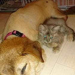 里親様だより～はち君編