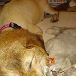 里親様だより～はち君編～いっしょにおねんね