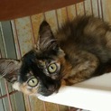 長毛サビ猫☆アンちゃん